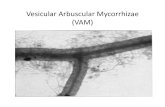 Vesicular Arbuscular Mycorrhizae ()(VAM) Resources-Mark Ega… · • Mycoyco a u g a e ot e tec o ogy. errhizal fungi are not new technology. Their inclusion in farming has been