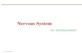 Nervous System - Los Angeles Mission College · 2017-01-27 · Nervous System Nervous system and endocrine system are the chief control centers in maintaining body homeostasis. Nervous