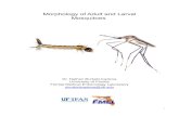 Morphology of Adult and Larval Mosquitoes · Morphology of Adult and Larval Mosquitoes Dr. Nathan Burkett-Cadena University of Florida Florida Medical Entomology Laboratory nburkettcadena@ufl.edu