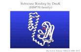 Substrate Binding by DnaK (HSP70 family)... · HSP-peptide complexes Internalization and re-presentation of peptides CD91 Cross- presentation CD4+ T cell MHC class I/peptide MHC class