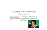 Chapter 48—Nervous Systems - Hartland AP Biology€¦ · Chapter 48—Nervous Systems Your Brain —the most intricately organized aggregate of matter on Earth. What characteristics