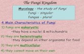The Fungi Kingdom · The Fungi Kingdom 1. Define the term mycology. 2. List the 4 main types of fungi and give an example of each. 3. List the 4 main characteristics of fungi. 4.