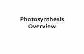 Photosynthesis Overview - Mrs. Money's Classes › ... › ppt_2_-_photosynthesis_over… · Photosynthesis Overview . Photosynthesis Cell Respiration Oxygen and Glucose CO 2 and