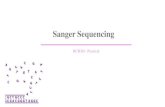 Sanger Sequencing - KSU DNA sequencing: â€¢ The term DNA sequencing refers to .. â€¢A sequencing can