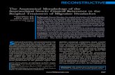 RECONSTRUCTIVE - Jeffrey Janis Plastic RECONSTRUCTIVE The Anatomical Morphology of the Supraorbital