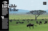 Kenya’s Masai Mara Invi The sible NATIONAL PARK Tribe€¦ · in the great Serengeti migration. “NO InviThe sible Over 1.3 million wildebeest migrate between Tanzania’s south
