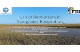Use of Biomarkers Everglades Restoration · Everglades Restoration ... Organic Geochemistry, 31(7–8), 745–749. ... molecular markers as proxies for sawgrassand wet prairie slough