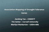 Association Mapping of Drought Tolerance Genesimbgl.cropsci.illinois.edu/school/2010/Warburton.pdfAssociation Mapping of Drought Tolerance Genes Jianbing Yan – CIMMYT Tim Setter