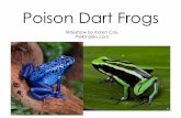 Poison Dart Frogs - PreKinders: Ideas & Resources for Pre-K & … · 2016-08-29 · Poison dart frogs eat small insects and spiders. Poison dart frogs are very small (1-6 cm). Poison