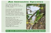 An Invasive Species · to Florida. Florida’s subtropical climate has allowed . these iguanas to thrive and reproduce in regions of the state where they have been introduced into