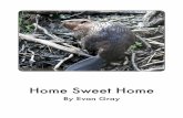 Home Sweet Home - Amplify · 2016-09-19 · Home sweet home! e: Page: 30 Glossary. burrow: a hole or tunnel dug by certain animals . to use as a home chisel: a metal tool with a sharp