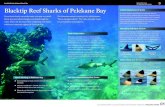 National Park Service U.S. Department of the Interior ...Blacktip Reef Sharks of Pelekane Bay If you look closely out at the water, you may see small, black, gray and white triangles