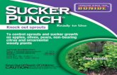 Sucker Punch - DoMyOwn.com · To control sprouts and sucker growth on apples, olives, pears, non-bearing citrus and ornamental woody plants Sucker Punch ... State and local authorities