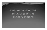 HSI 3.03 Sensory System structures...Structures of the eyes: Layers of eye: 1. Sclera-outer fibrous “white” Cornea-center of sclera layer. ‘window’ of eye, passage of light.