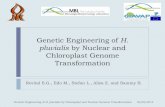 Genetic Engineering of H. pluvialis by Nuclear and ...web2.bgu.ac.il/algal/Presentations/Revital Sharon... · Conclusions 18 Genetic Engineering of H. pluvialis by Chloroplast and