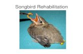 Songbird Rehabilitation - Wildlife Rehab Inc · Songbird Rehabilitation . Federal Migratory Bird Treaty Act •All birds are protected except: ... paper or pictures of flowers and
