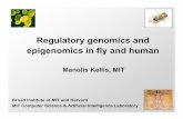 Regulatory genomics and epigenomics in flyepigenomics in ...compbio.mit.edu/slides/188_MSR_Kellis.pdf · Regulatory genomics and epigenomics in flyepigenomics in fly and humanand