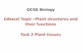 Edexcel Topic Plant structures and their functions Task 2 ...€¦ · Plant structures and functions Part 2 - Plant tissues organism oak tree organ system root system organ leaf tissue