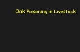Oak Poisoning in Livestock - USDA ARS · Anti-nutritional aspects of tannins z1)depress food intake (astringency or post absorptive) z2) complex with dietary proteins or other dietary