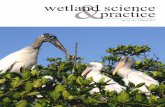 wetland science practice · Wetland Science & Practice March 2015 19 Salinity Tolerance of Common Reed (Phragmites australis) at the Medouie Creek Restoration Site, Nantucket MA Jennifer
