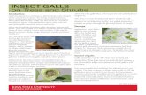 Insect galls on trees and shrubs - Extension Store › product › 2171.pdf · INSECT GALLS. on Trees and Shrubs. Introduction . Galls are distinctive swellings or abnormal growths