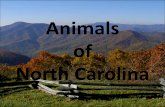 Animals of North Carolinawoefirstgrade.weebly.com/.../animals_of_north_carolina_by_region_1… · North Carolina. Mountain Animals ... •Wild Birds. DEER MOUSE To learn more about