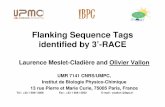 Flanking Sequence Tags identified by 3’-RACE · 2011-09-28 · Flanking Sequence Tags identified by 3’-RACE Laurence Meslet-Cladière and Olivier Vallon UMR 7141 CNRS/UMPC, Institut