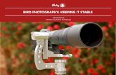 BIRD PHOTOGRAPHY: KEEPING IT STABLE · like tripods, but I’d like to spend just a little time ... Bird photography has its own unique set of stabilizer requirements; unique in the