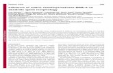Influence of matrix metalloproteinase MMP-9 on …...Influence of matrix metalloproteinase MMP-9 on dendritic spine morphology Piotr Michaluk1,2,*, Marcin Wawrzyniak1, Przemyslaw Alot1,
