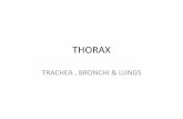 THORAX - bowenstaff.bowen.edu.ng › lectureslides › 1587482643.pdf · •Know the anatomy of the trachea and their anatomical relations. •Know the anatomy of the bronchi, anatomical