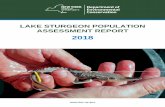 Lake Sturgeon Population Assessment Report 2018 › docs › fish_marine_pdf › lakesturgeon... · This Lake Sturgeon Population Assessment Report is intended to measure progress
