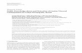PublicKnowledgeaboutandDetectionofCanineVisceral ...downloads.hindawi.com/journals/jtm/2012/429586.pdf · 4Departamento de Engenharia de Biossistemas, Universidade Federal de S˜ao