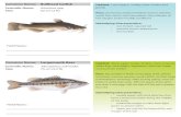 Common Name: Bullhead Catfish Habitat - Austin, …Common Name: Bluegill Scientific Name: Lepomis macrochirus Size: 10-41 cm (1 ft) Common Name: Channel Catfish Scientific Name: Ictalurus