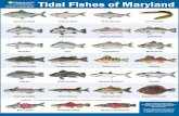 Tidal Fishes of Maryland · Tidal Fishes of Maryland This is a summary of fish species that anglers commonly catch in Maryland tidal waters. It does not include all regulated species.