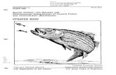 Species Profiles: Life Histories and Environmental ...njscuba.net/z-biology/usfws_striped_bass_0114.pdf · Chesapeake Bay Chesapeake Bay Chesapeake Bay Chesapeake Bay Potomac River