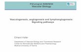 PhD program N090/N094 Vascular Biology Vasculogenesis ...homepage.univie.ac.at/erhard.hofer/labpage_new...Vasculogenesis, angiogenesis and lymphangiogenesis: Signaling pathways Vasculogenesis