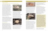 Nature Nature - Richmond Park · The most comprehensive field guide is Roger Phillips’ Mushrooms and other Fungi of Great Britain and Europe, but it is large and the huge number