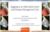 Bagging as an Alternative Insect and Disease Management Tool - Field Day... · BAGGING RESEARCH Fruit Insect/Disease Managed Reference Guava Fruit fly (Anastrepha spp.) and guava
