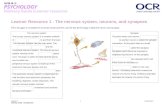 OCR GCSE Psychology Delivery Guide - Learner … · Web viewLearner Resource 1 - The nervous system, neurons, and synapses Fill in the gaps to complete the summary sheet and then