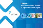 Cellspan A novel cell therapy platform to regenerate ... strategy; plus factors, plus factors described