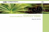 Afghanistan cannabis survey 2009 - UNAMA · The Afghanistan Cannabis Survey 2009 was financed by the United States of America. UNODC’s illicit crop monitoring activities in Afghanistan