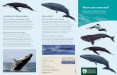 Have you seen me? - Department of Conservation · Have you seen me? Report marine mammal sightings to the Department of Conservation Marine mammal illustrations: Lisa Paton Published