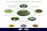 The Flowering Plant Life Cycle The Insect Life Cycle Incomplete Metamorphosis. E m b r y o D o g s Y