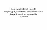 Gastrointestinal tract II: esophagus, stomach, small … › sites › default › files › download › ...Gastrointestinal tract II: esophagus, stomach, small intestine, large intestine,