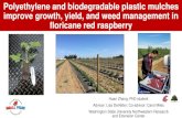 Polyethylene and biodegradable plastic mulches improve ...whatcom.wsu.edu/ag/edu/sfc/documents/sfc2018/Zhang_Wed.pdfyAverages followed by the same letter are not significantly different