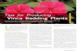 Tips for Producing Vinca Bedding Plantsgpnmag.com/wp-content/uploads/07_vincabedding_gpn0414.pdf · boron, ½-ppm zinc, ¼-ppm copper and 1/10-ppm molybdenum in the fertilizer solution