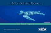 © Doug Perrine Sea Turtle Impacts · 2018-07-04 · likes of green sea turtles, whale sharks, and coho salmon. By working with people and communities, ... the El Niño of 2015-2016