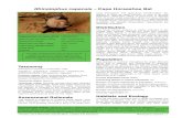 Rhinolophus capensis Cape Horseshoe Bat€¦ · Horseshoe Bats of the World: (Chiroptera: Rhinolophidae). Alana Books, Shropshire, UK. Griffin M. 1999. Checklist and provisional national