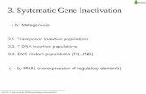 3. Systematic Gene Inactivation - Molekulare …...Dissociation elements (Ds), regularly chromosomal breakage occurs the occurrence of these chromosomal breakages is related to the