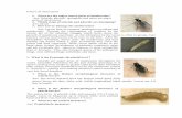FAQ’s on insect-pests · below the casing layer. These mites are also known to cause allergic reactions. Mites, R. echinopus, T. dimidiatus, H. heinemanni and H. miles attack P.